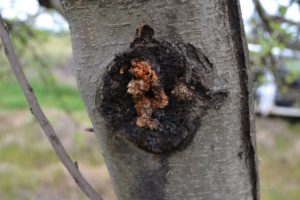 Daño típico provocado por Chilecomadia valdiviana en manzano, variedad Royal Gala @W.Barros-Parada, UTalca