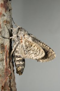 Hembra de Chilecomadia valdiviana en manzano @C.Muñoz, UdeTalca