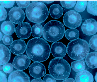 microb r img 2