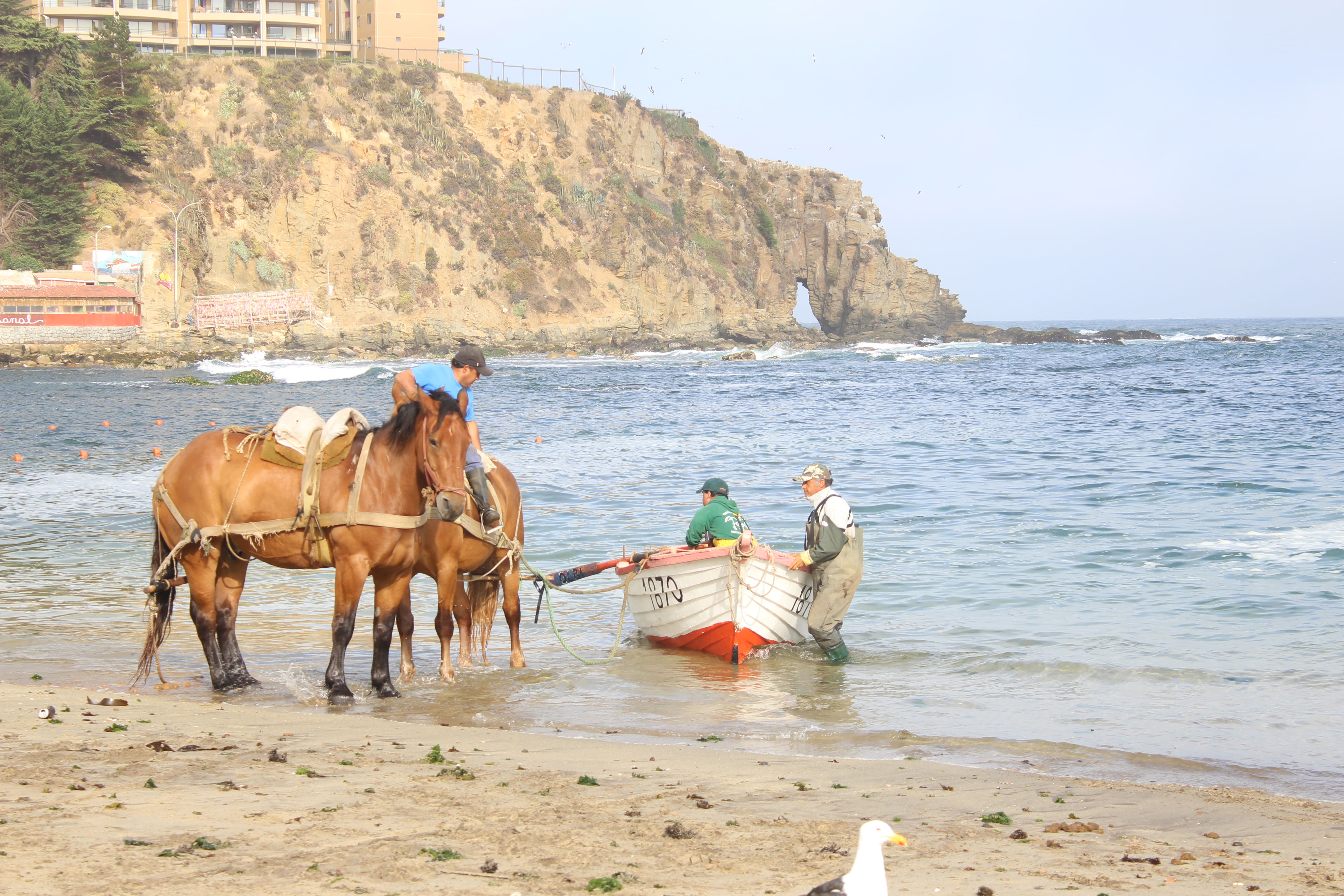 SECOS caballos y bote playa
